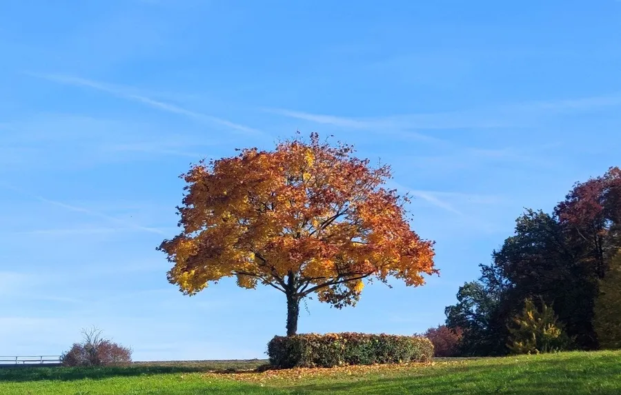 Herbstbaum im Zürcher Unterland – sinnbildlich für ein selbstbestimmtes Leben zuhause